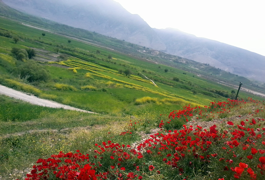 دشت سوسن