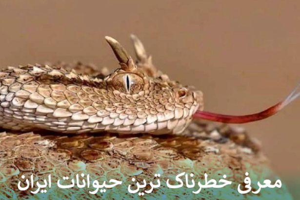 معرفی خطرناک ترین حیوانات ایران