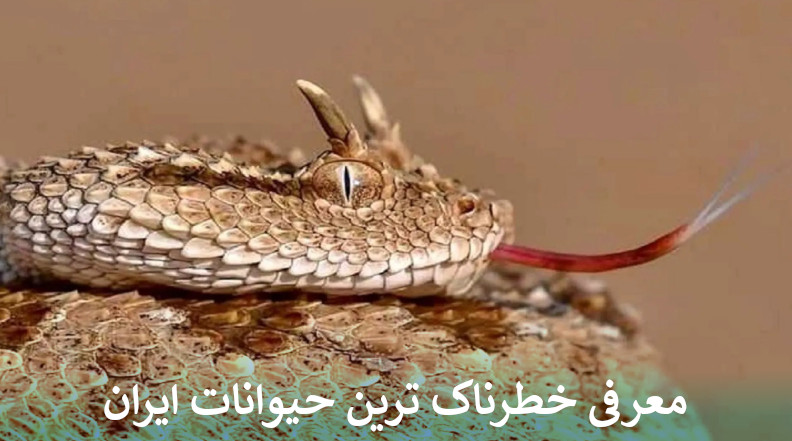 معرفی خطرناک ترین حیوانات ایران